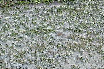 Image showing Poplar white snowlike hairs in the pinewood forest near Marina R