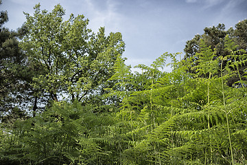 Image showing Ferns  in the pinewood forest near Marina Romea