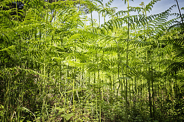 Image showing Ferns  in the pinewood forest near Marina Romea