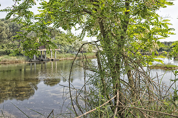 Image showing Plants on the lagoon near Marina Romea 