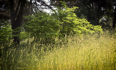 Image showing Plants in the pinewood forest near Marina Romea 