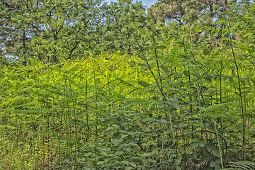 Image showing Ferns  in the pinewood forest near Marina Romea