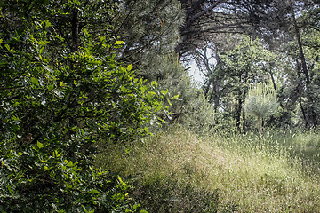 Image showing Plants in the pinewood forest near Marina Romea 