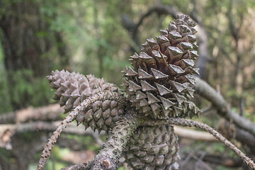 Image showing Pine cones in the pinewood forest near Marina Romea 