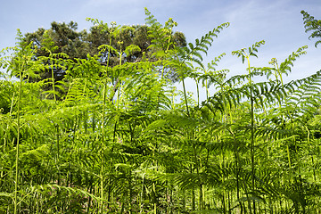 Image showing Ferns  in the pinewood forest near Marina Romea