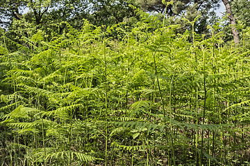 Image showing Ferns  in the pinewood forest near Marina Romea