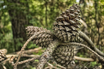 Image showing Pine cones in the pinewood forest near Marina Romea 