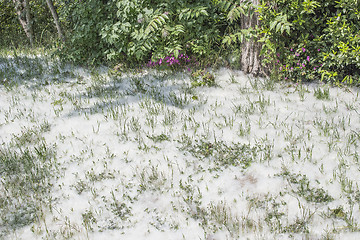 Image showing Poplar white snowlike hairs in the pinewood forest near Marina R