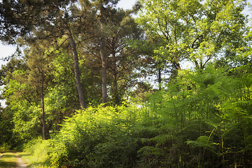 Image showing Ferns  in the pinewood forest near Marina Romea