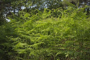 Image showing Ferns  in the pinewood forest near Marina Romea