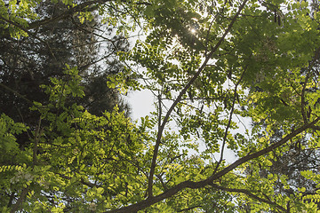 Image showing Green leaves, sun and sky in the pinewood  near Marina Romea 