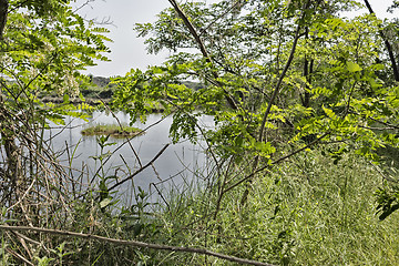 Image showing Plants on the lagoon near Marina Romea 