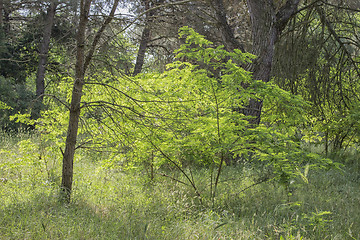 Image showing Plants in the pinewood forest near Marina Romea 