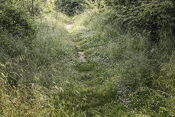 Image showing Walking road in  the pinewood forest near Marina Romea