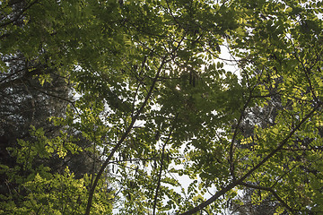 Image showing Green leaves, sun and sky in the pinewood  near Marina Romea 