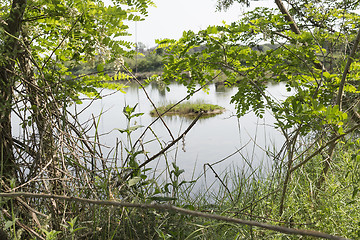 Image showing Plants on the lagoon near Marina Romea 