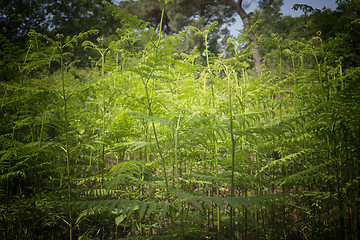 Image showing Ferns  in the pinewood forest near Marina Romea