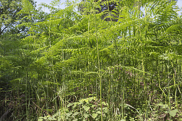 Image showing Ferns  in the pinewood forest near Marina Romea