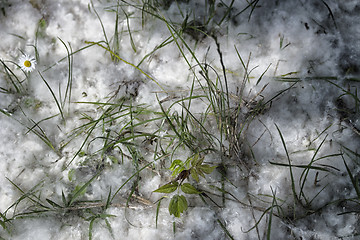 Image showing Poplar white snowlike hairs in the pinewood forest near Marina R