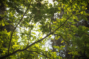 Image showing Green leaves, sun and sky in the pinewood  near Marina Romea 