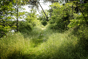 Image showing Walking road in  the pinewood forest near Marina Romea