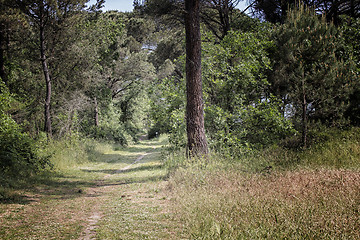 Image showing Walking road in  the pinewood forest near Marina Romea