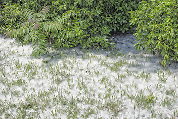 Image showing Poplar white snowlike hairs in the pinewood forest near Marina R