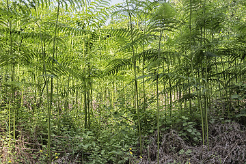 Image showing Ferns  in the pinewood forest near Marina Romea