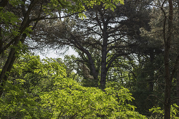 Image showing Plants in the pinewood forest near Marina Romea 