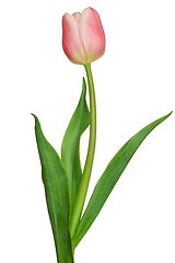 Image showing Pink Tulip