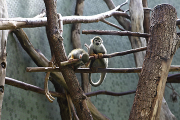 Image showing Squirrel monkeys