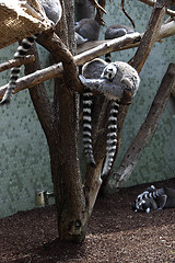 Image showing Sleeping Katta