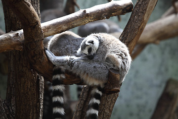 Image showing Sleeping Katta