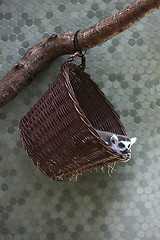 Image showing Sleeping Katta in a basket