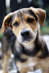 Image showing Young German Shepherd mix