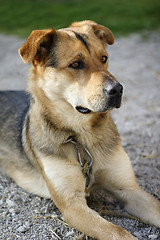 Image showing Attentive German shepherd dog