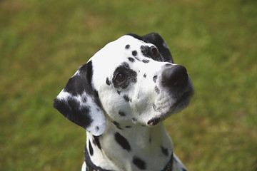 Image showing Face of a Dalmatian dog