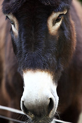 Image showing Portrait of a donkey