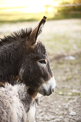 Image showing Donkey family