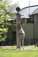 Image showing Giraffe at the zoo