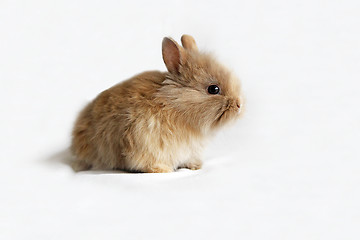 Image showing Brown baby bunny