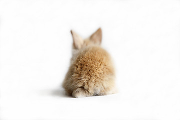 Image showing Brown Baby bunny