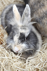 Image showing Young Lion head bunnies