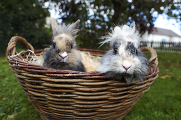 Image showing Young Lion head bunnies