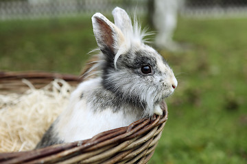 Image showing Young Lion head bunny