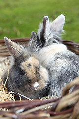 Image showing Young Lion head bunnies