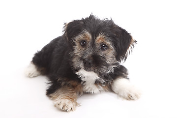 Image showing Young Terrier Mix
