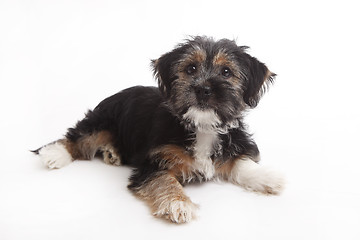 Image showing Young Terrier Mix