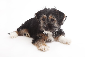 Image showing Young Terrier Mix