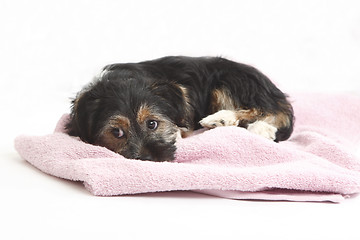 Image showing Young Terrier on the blanket